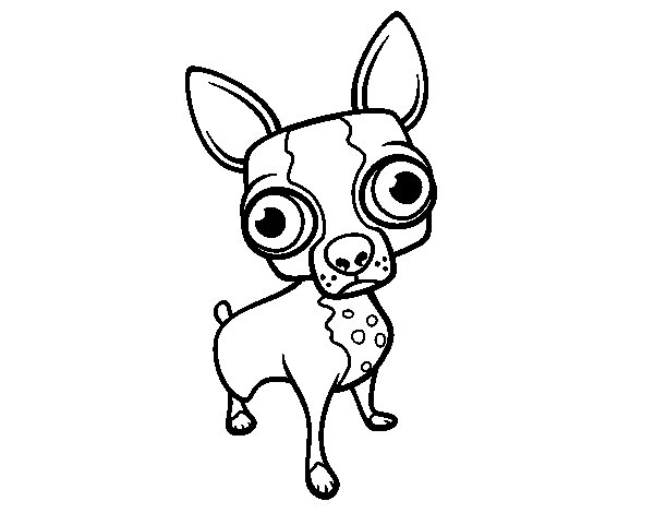 Dibujo De Chihuahua Para Colorear Dibujos Net