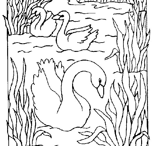 Dibujo de Cisnes para Colorear