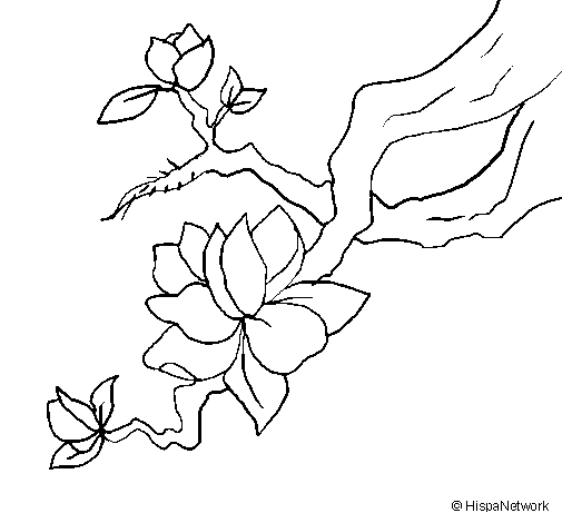 Dibujo de Flor de almendro para Colorear