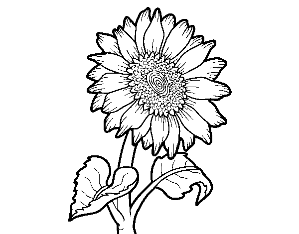 Dibujo de Flor de girasol para Colorear