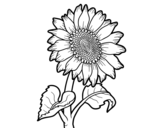 Dibujo de Flor de girasol para colorear