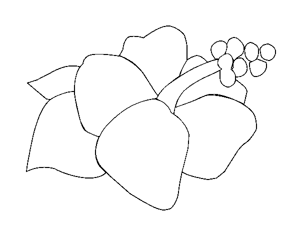 Dibujo de Flor de lagunaria para Colorear