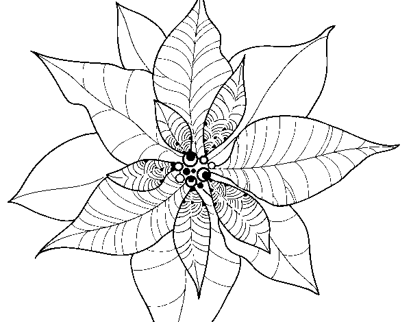 Dibujo de Flor de poinsetia para Colorear