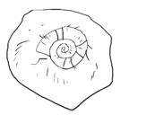 Dibujo de Fósil caracol para colorear