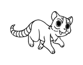 Dibujo de Gato con cola de anillo para colorear