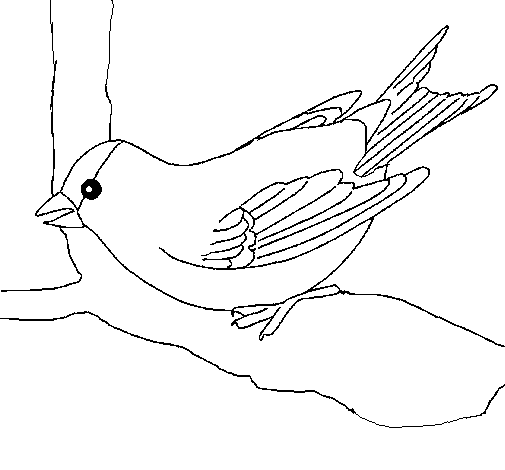 Dibujo de Gorrión en una rama para Colorear