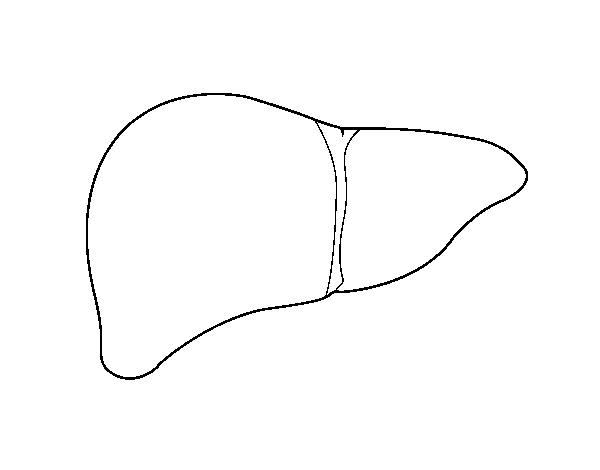 Dibujo de Hígado humano para Colorear
