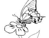 Dibujo de Mariposa en flor para colorear