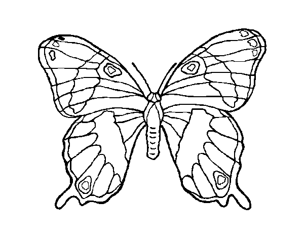 Dibujo de Mariposa silvestre para Colorear
