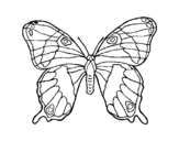 Dibujo de Mariposa silvestre para colorear