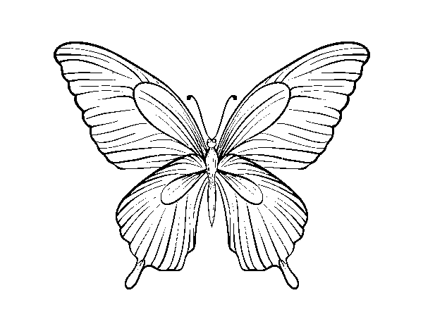Dibujo de Mariposa tropical para Colorear