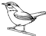 Dibujo de Pájaro silvestre para colorear
