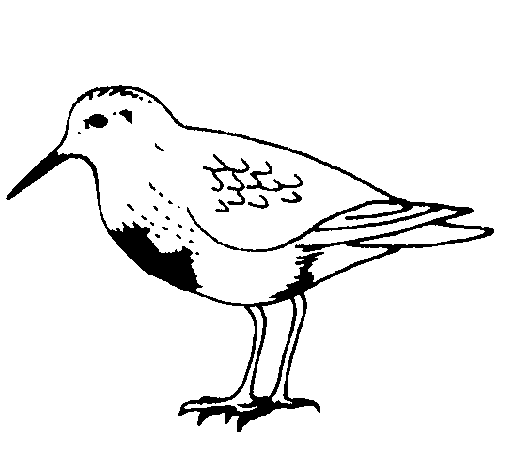 Dibujo de Pájaro para Colorear