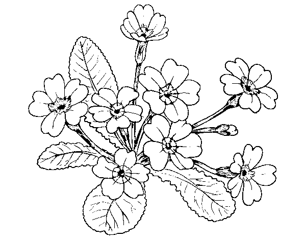 Dibujo de Primula para Colorear