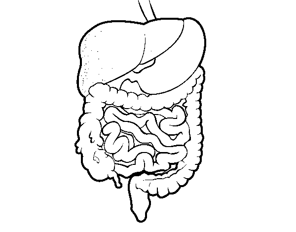 Dibujo De Sistema Digestivo Para Colorear Dibujos Net