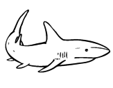 Dibujo de Un tiburón nadando para colorear