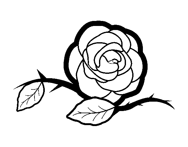 Dibujo de Una preciosa rosa para Colorear