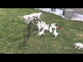12 cachorros Dálmata viendo a su madre y su padre jugar