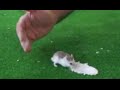 Cómo cazar a un hamster que se ha escapado
