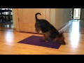 El perro que hace yoga