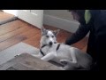 La divertida reacción de este perrito al ir al veterinario