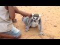 Un lemur exige que le rasquen la espalda