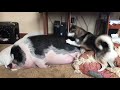 Un perro intentando despertar a un cerdo
