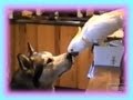Una cacatúa alimentando a un perro
