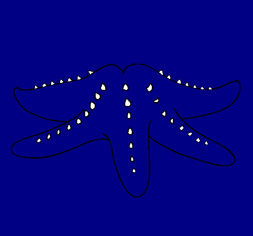 Estrella de mar