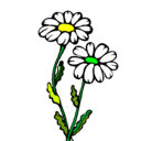 Dibujo Margaritas pintado por flor