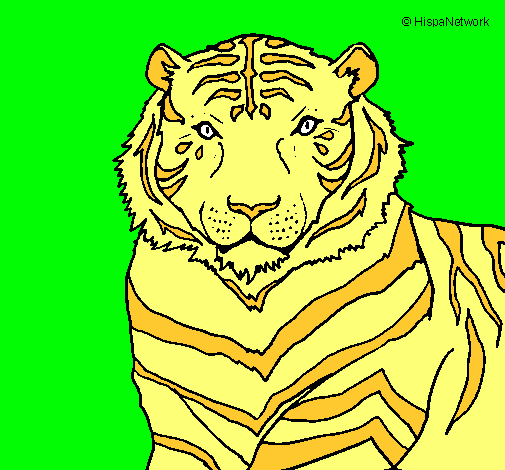 Tigre