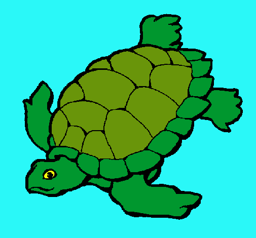 Tortuga