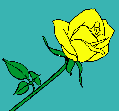 Rosa