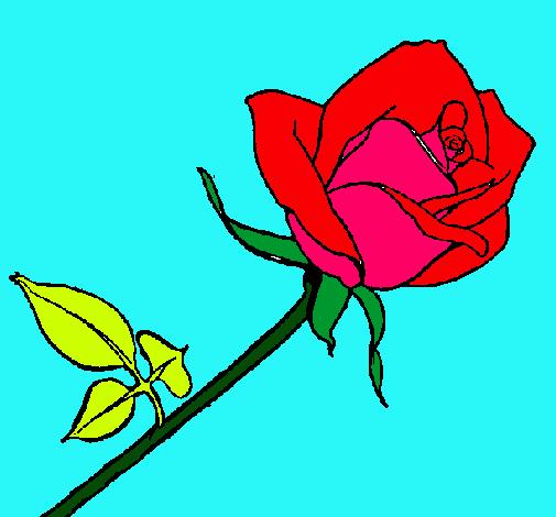 Rosa