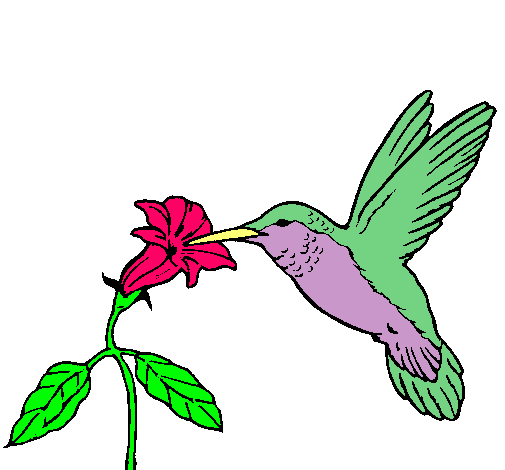 Colibrí y una flor