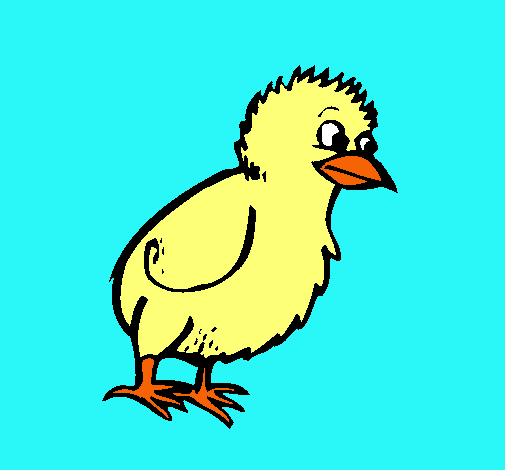 Pollito