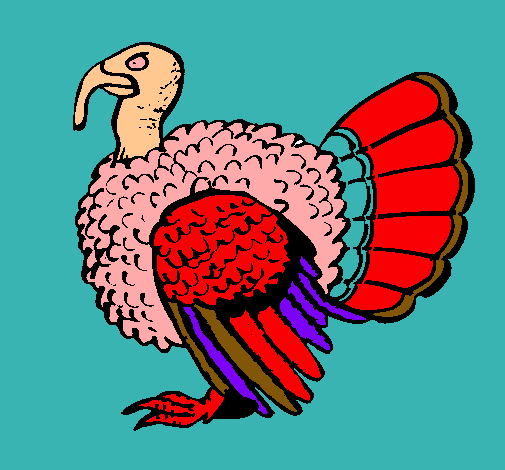 Pavo 