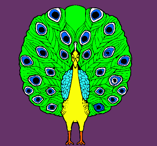 Pavo real