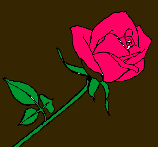 Rosa