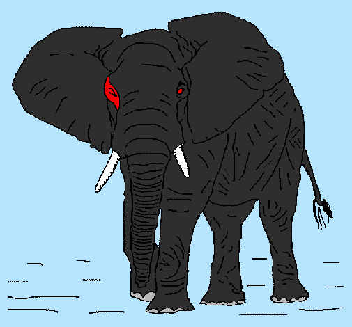 Elefante