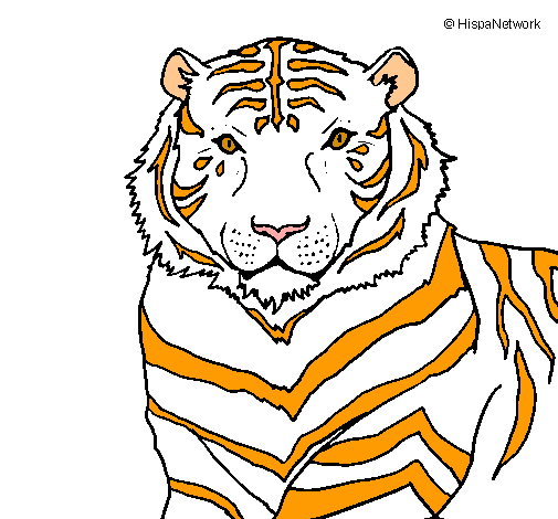 Tigre