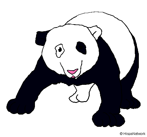 Oso panda