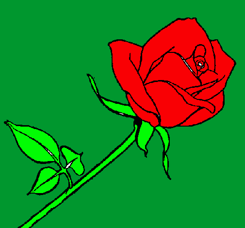 Rosa