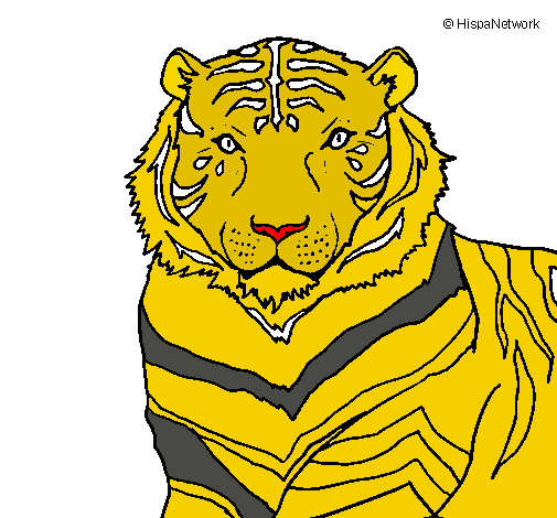 Tigre