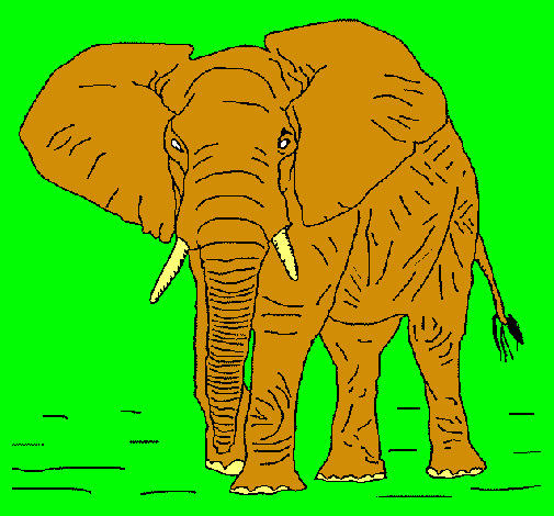 Elefante