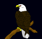 Dibujo Águila en una rama pintado por johannannddrreess