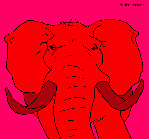 Elefante africano