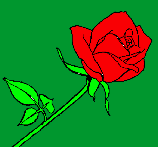 Rosa