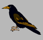 Dibujo Cuervo pintado por escudo