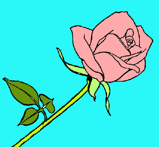 Rosa